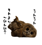 モリフクロウのテト（個別スタンプ：18）