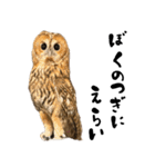 モリフクロウのテト（個別スタンプ：19）