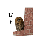 モリフクロウのテト（個別スタンプ：22）