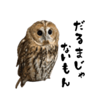 モリフクロウのテト（個別スタンプ：23）