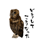 モリフクロウのテト（個別スタンプ：25）