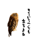 モリフクロウのテト（個別スタンプ：26）