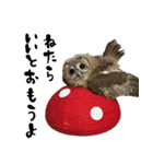 モリフクロウのテト（個別スタンプ：27）