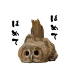 モリフクロウのテト（個別スタンプ：29）