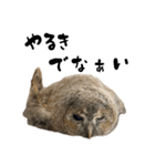 モリフクロウのテト（個別スタンプ：30）
