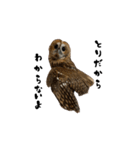 モリフクロウのテト（個別スタンプ：32）