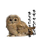 モリフクロウのテト（個別スタンプ：33）