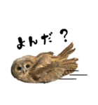 モリフクロウのテト（個別スタンプ：35）