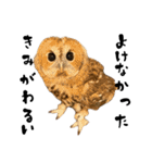 モリフクロウのテト（個別スタンプ：36）