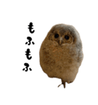モリフクロウのテト（個別スタンプ：38）
