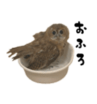 モリフクロウのテト（個別スタンプ：39）
