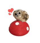 モリフクロウのテト（個別スタンプ：40）