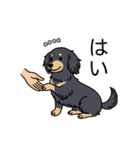 名前入りダックスロングブラックイエロー（個別スタンプ：6）