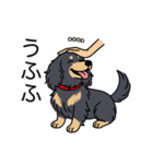 名前入りダックスロングブラックイエロー（個別スタンプ：19）