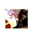 お酒とネコ好きな日常会話 53（個別スタンプ：2）