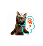お酒とネコ好きな日常会話 53（個別スタンプ：10）