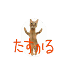 お酒とネコ好きな日常会話 53（個別スタンプ：13）