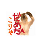 お酒とネコ好きな日常会話 53（個別スタンプ：15）
