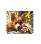 tomahima（個別スタンプ：7）