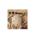 ぽんこつハムスター（個別スタンプ：2）