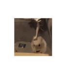 ぽんこつハムスター（個別スタンプ：11）