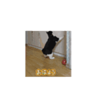 ハチコ多め（個別スタンプ：5）