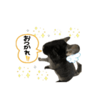 日常の挨拶にチンチラを添えて。（個別スタンプ：3）