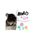 日常の挨拶にチンチラを添えて。（個別スタンプ：7）