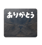 リアルロワの日常LINEスタンプ（個別スタンプ：1）