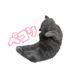 リアルロワの日常LINEスタンプ（個別スタンプ：2）