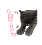 リアルロワの日常LINEスタンプ（個別スタンプ：3）