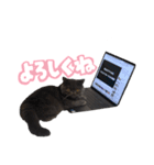 リアルロワの日常LINEスタンプ（個別スタンプ：4）