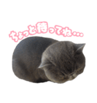 リアルロワの日常LINEスタンプ（個別スタンプ：5）