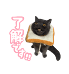 リアルロワの日常LINEスタンプ（個別スタンプ：6）