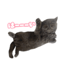 リアルロワの日常LINEスタンプ（個別スタンプ：8）