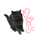 リアルロワの日常LINEスタンプ（個別スタンプ：9）