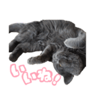 リアルロワの日常LINEスタンプ（個別スタンプ：10）