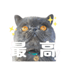 リアルロワの日常LINEスタンプ（個別スタンプ：12）