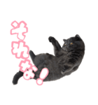 リアルロワの日常LINEスタンプ（個別スタンプ：13）