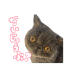 リアルロワの日常LINEスタンプ（個別スタンプ：14）