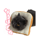 リアルロワの日常LINEスタンプ（個別スタンプ：15）