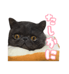 リアルロワの日常LINEスタンプ（個別スタンプ：16）