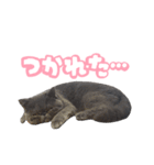 リアルロワの日常LINEスタンプ（個別スタンプ：18）