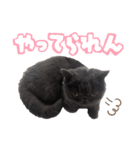 リアルロワの日常LINEスタンプ（個別スタンプ：19）