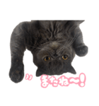 リアルロワの日常LINEスタンプ（個別スタンプ：24）