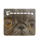 リアルロワの日常LINEスタンプ（個別スタンプ：25）