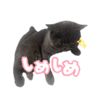 リアルロワの日常LINEスタンプ（個別スタンプ：27）