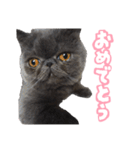 リアルロワの日常LINEスタンプ（個別スタンプ：28）