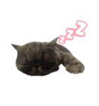 リアルロワの日常LINEスタンプ（個別スタンプ：29）