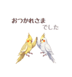 オカメインコ 日常・一年中使えるスタンプ（個別スタンプ：2）